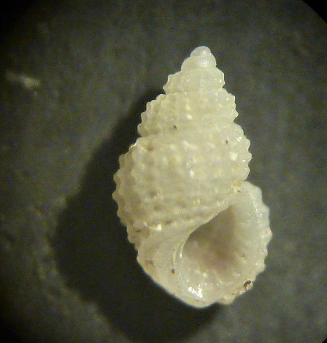 Alvania da determinare